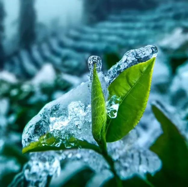 青芽甘露：一杯竹叶青，尽显君子情