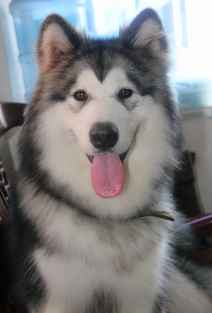 阿拉斯加挑食用什么药,阿拉斯加挑食零食也不吃怎么回事