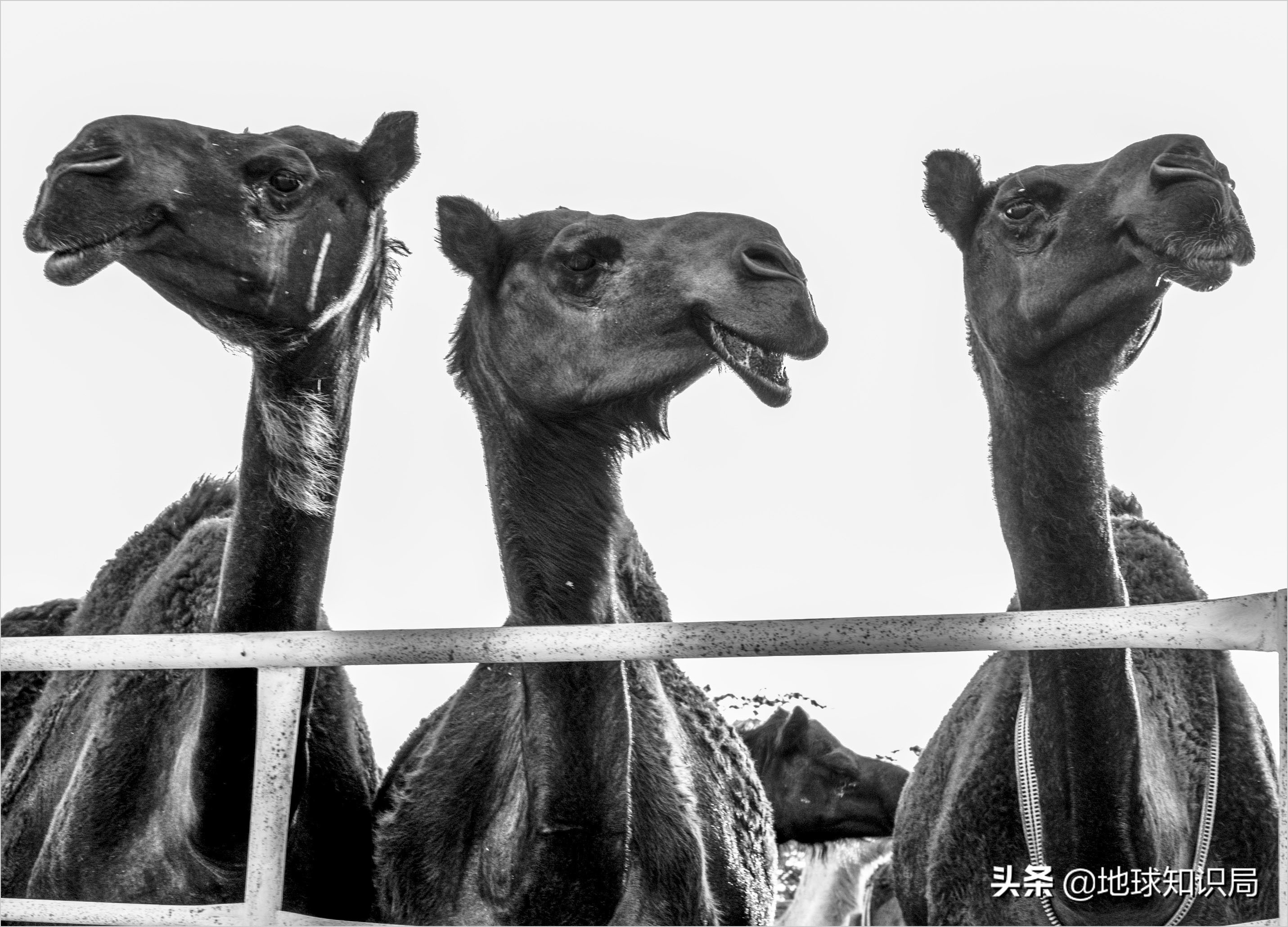 伊斯兰教怎么驱邪,伊斯兰教如何驱魔