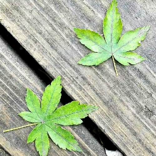 华为手机复制照片,华为手机怎么将多张照片组在一起