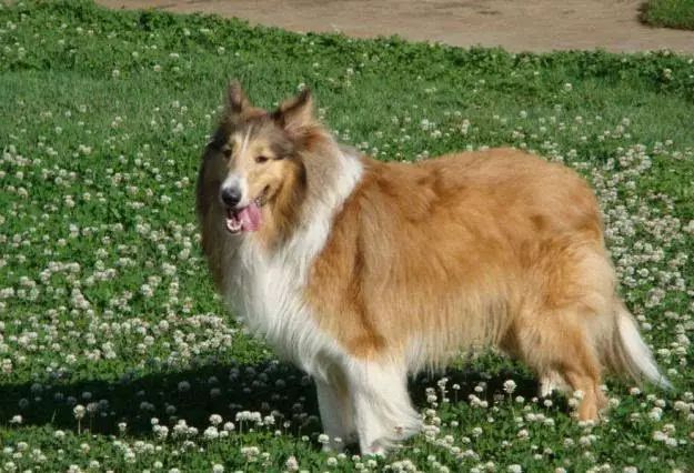 45种名犬大全,72种名犬图片附介绍