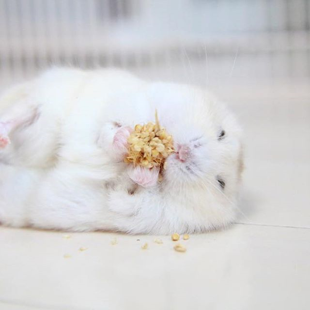 如何驯服一只不听话的小仓鼠,仓鼠躺鼠过程