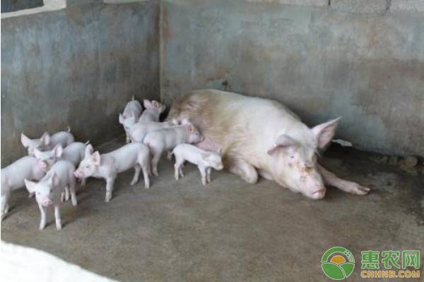 传染性胃肠炎猪是什么症状,猪流行性腹泻传染性胃肠炎怎么治