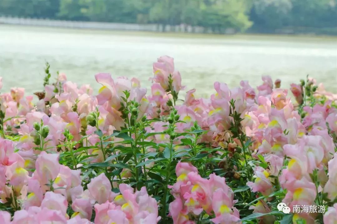 南海惊现“四月雪花”，漫山遍野桐油花开，美呆了！