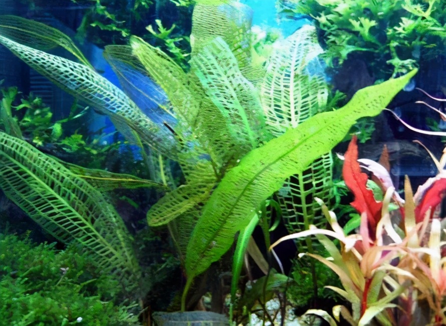 鱼缸养水草的主要作用是什么,适合鱼缸养的水草有哪些