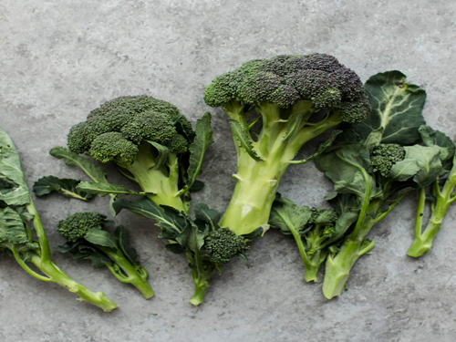 为什么仓鼠喜欢吃西兰花,仓鼠能吃西兰花的哪部分