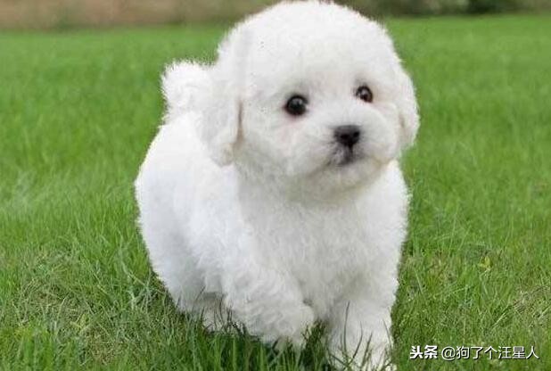 小狗吃哪种狗粮便宜又好,小狗吃什么狗粮好幼犬狗粮排行榜