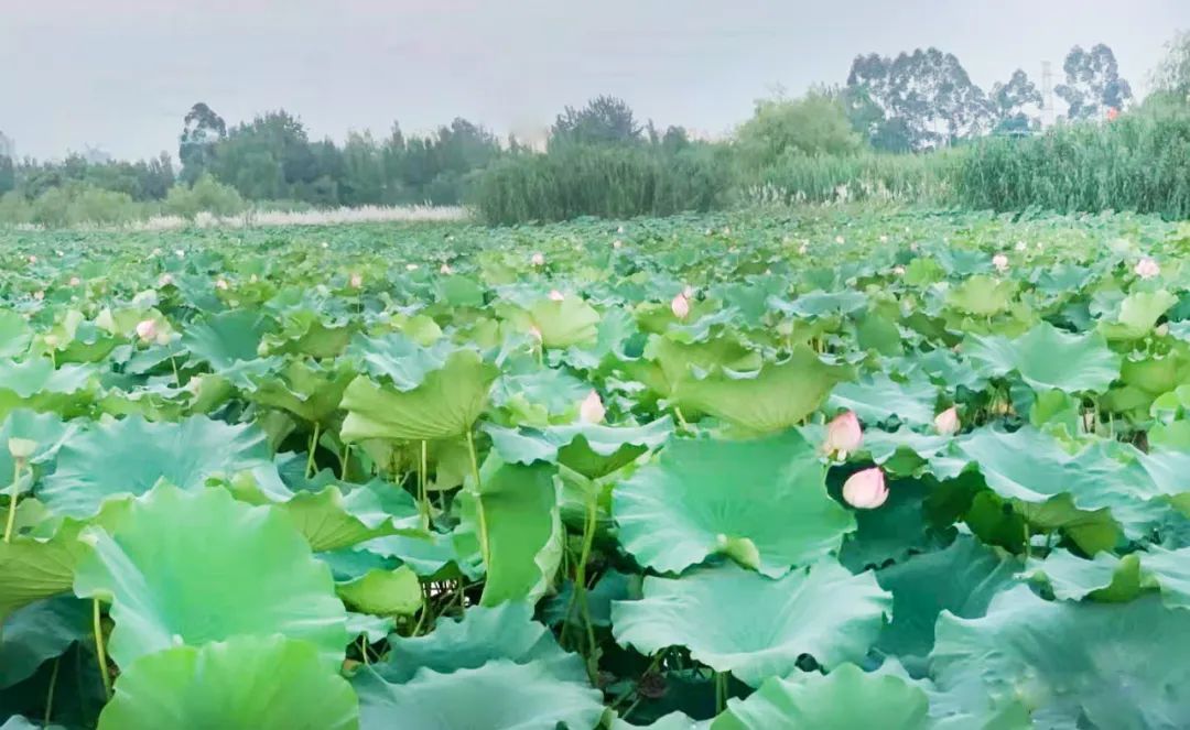 这里是三圣乡，盛产让世界迷恋的“城市多巴胺”