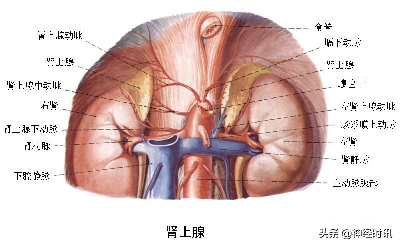 肾脏输尿管膀胱前列腺结构,肾输尿管膀胱解剖示意图