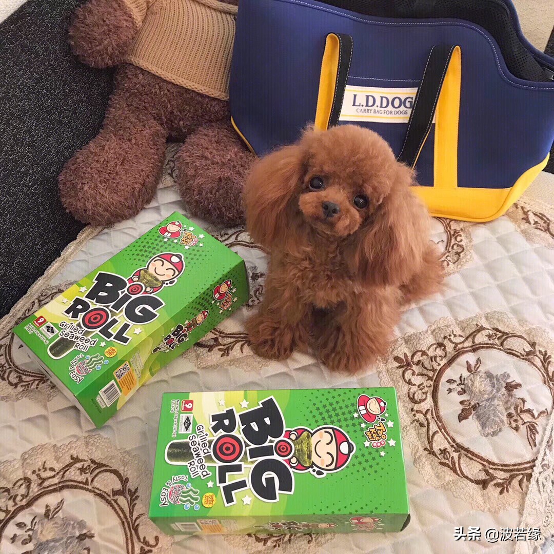 初学者宠物狗剪毛教学视频,专业宠物犬剃毛的步骤