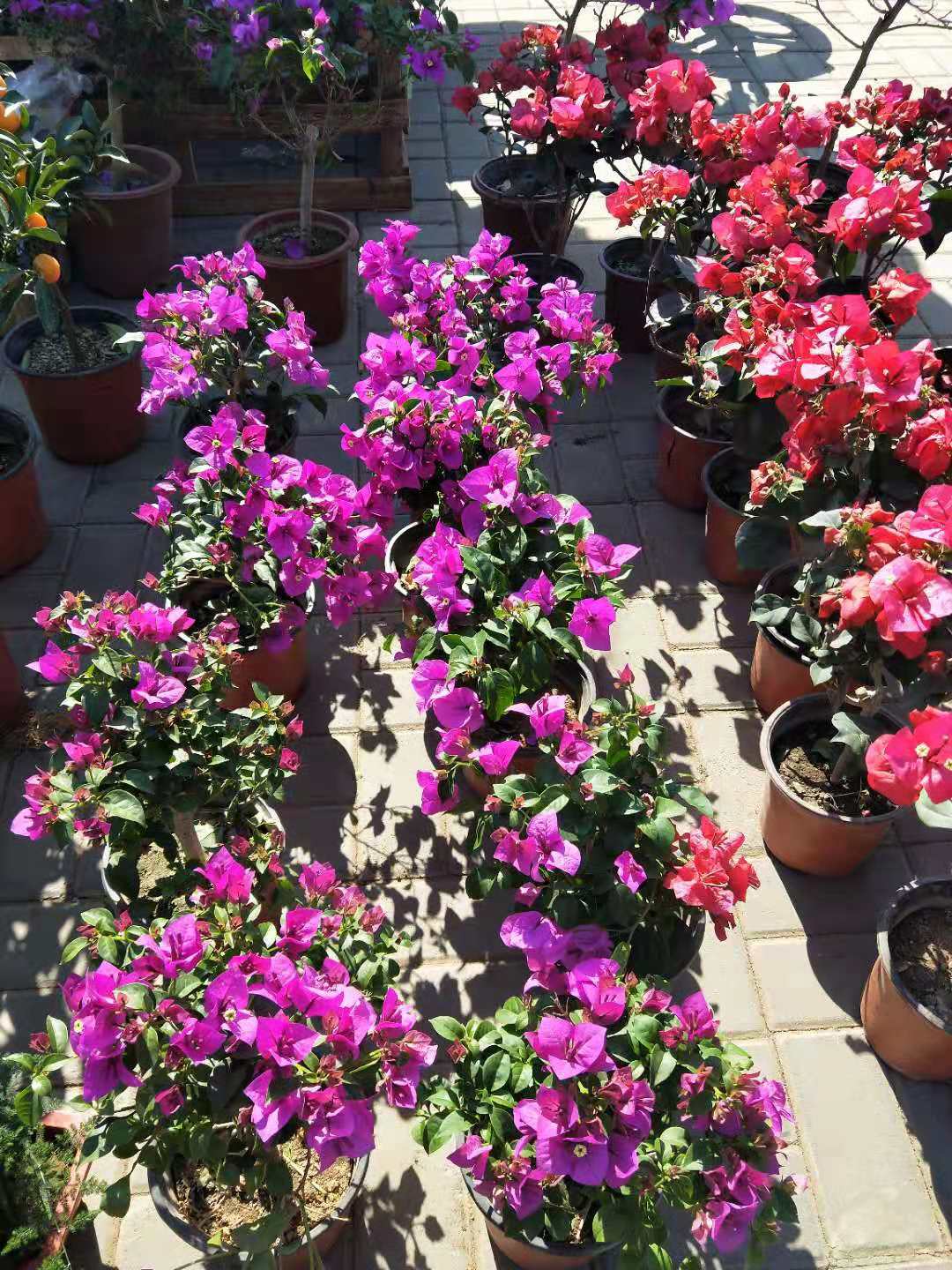 天津哪里有多肉卖,天津市多肉植物基地在哪里