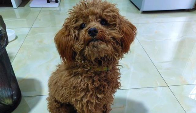 怎样挑选适合泰迪的狗粮,怎么挑选正宗泰迪幼犬狗粮