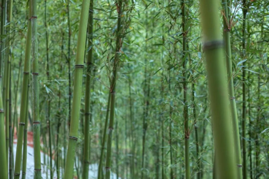 春笋人间四月天,人间四月天吃春笋