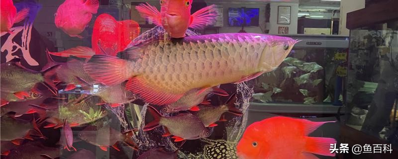 双线鱼掉鳞烂身怎么办,鱼烂身怎么治最快最有效