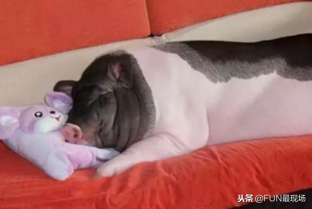 井柏然抖音小猪,井柏然给白敬亭送小猪佩奇