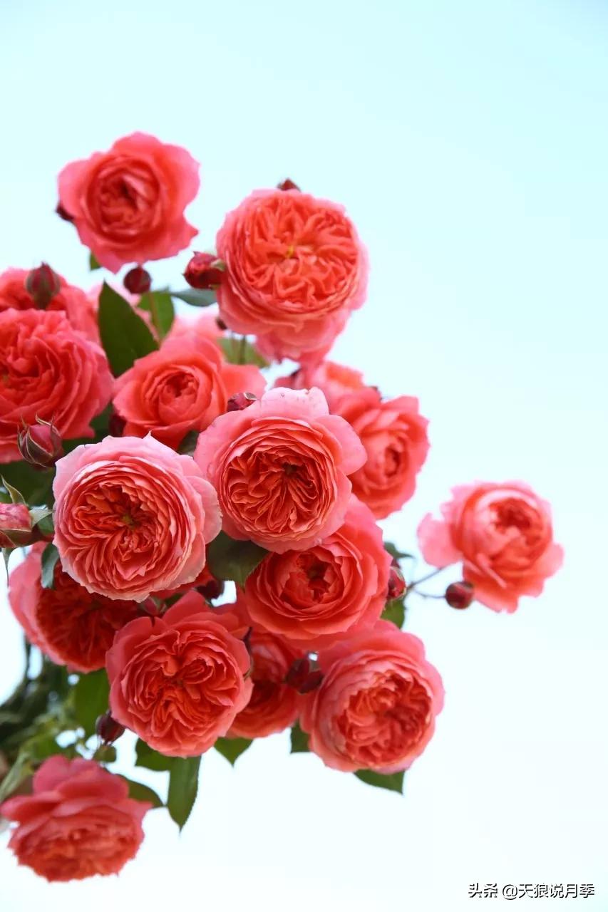 又一个十年,国产自育品种