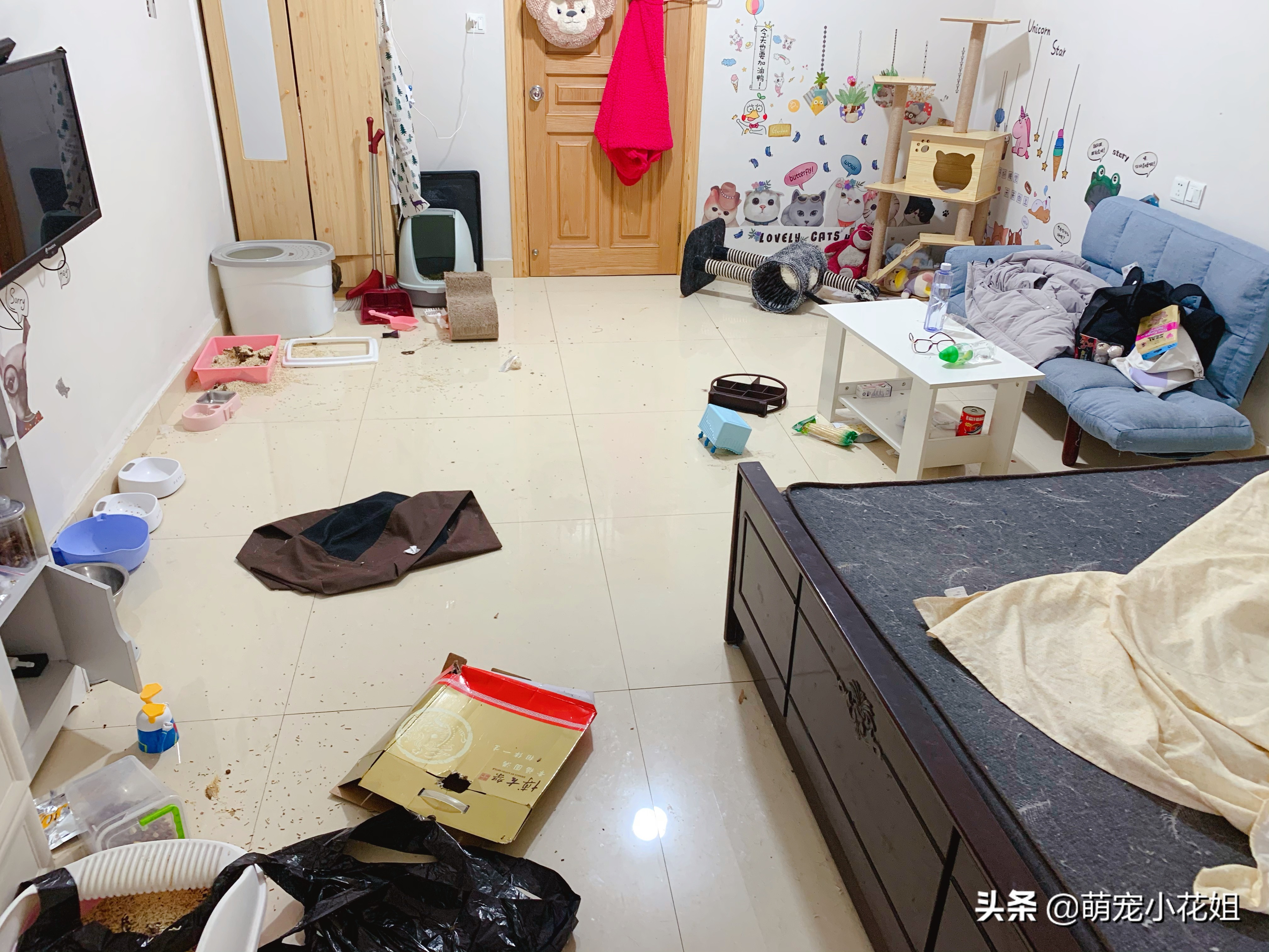 疫情期间猫咪独自在家怎么解决,疫情期间猫咪独自在家3天