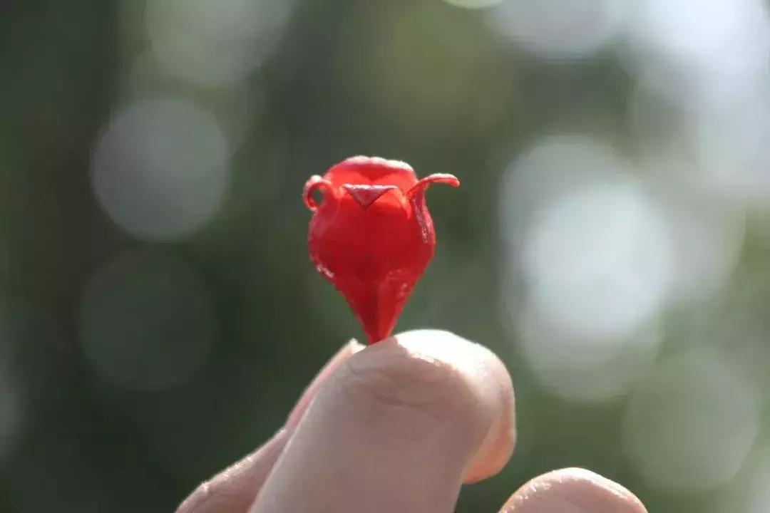 凉山最漂亮的花海,西昌赏花攻略