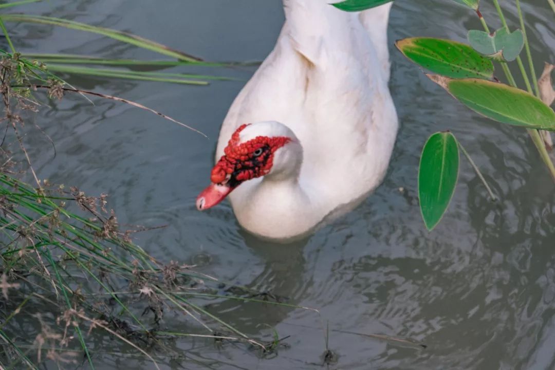 深圳风景最好的岛,深圳有个什么旅游岛