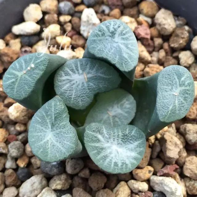 世界上最高贵最漂亮的花,世界上最名贵的花