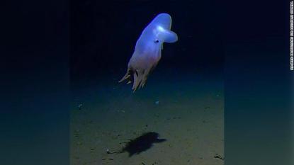 世界上最怪异的章鱼,世界上发现的最大章鱼