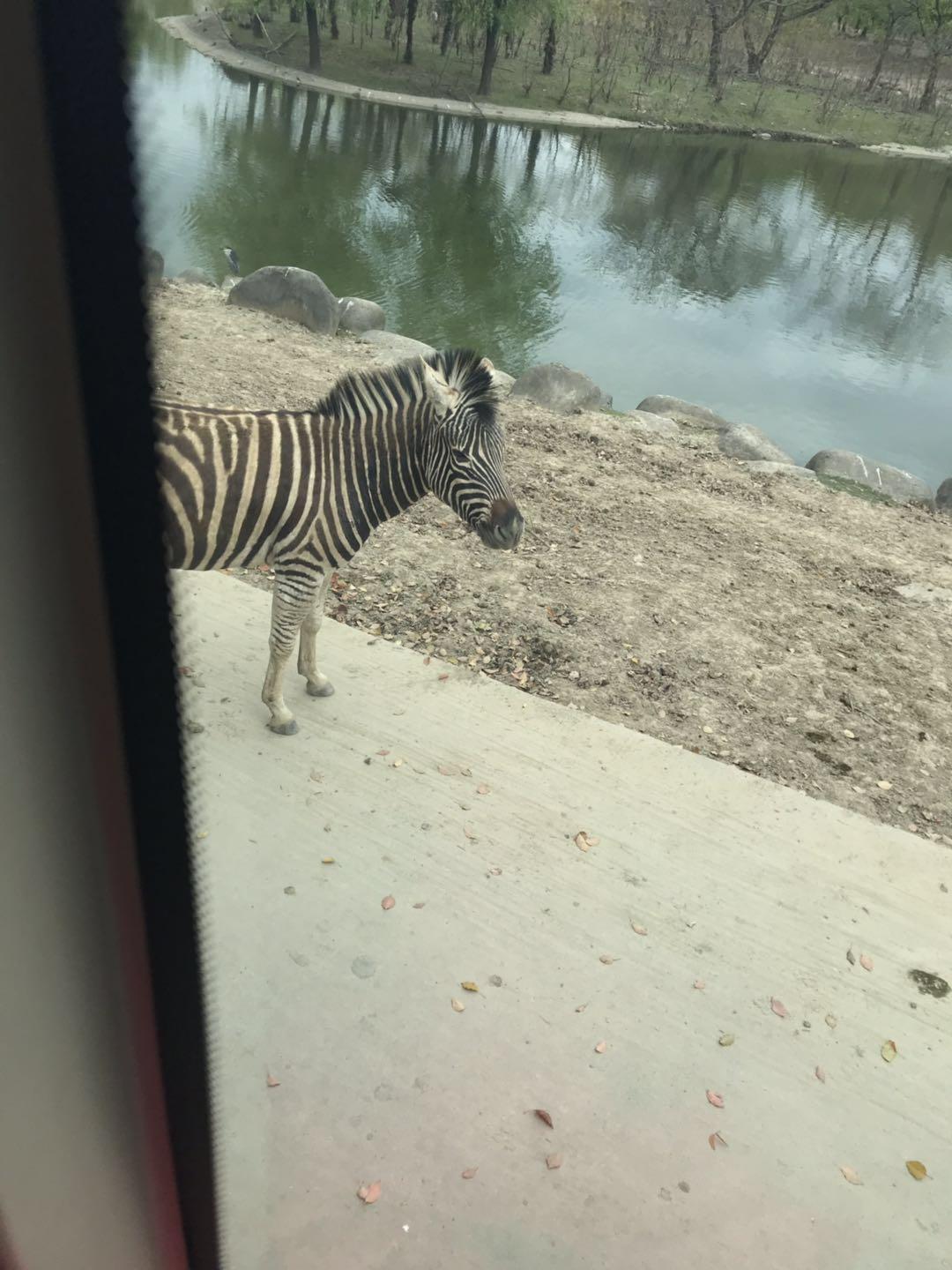 上海野生动物园太阳广场节目安排,上海野生动物园建议游玩时间