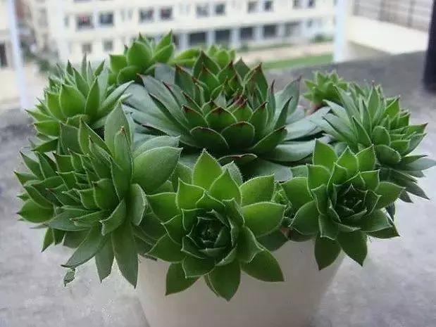 容易爆盆又好养的多肉你值得拥有,容易养好养活而且便宜的多肉