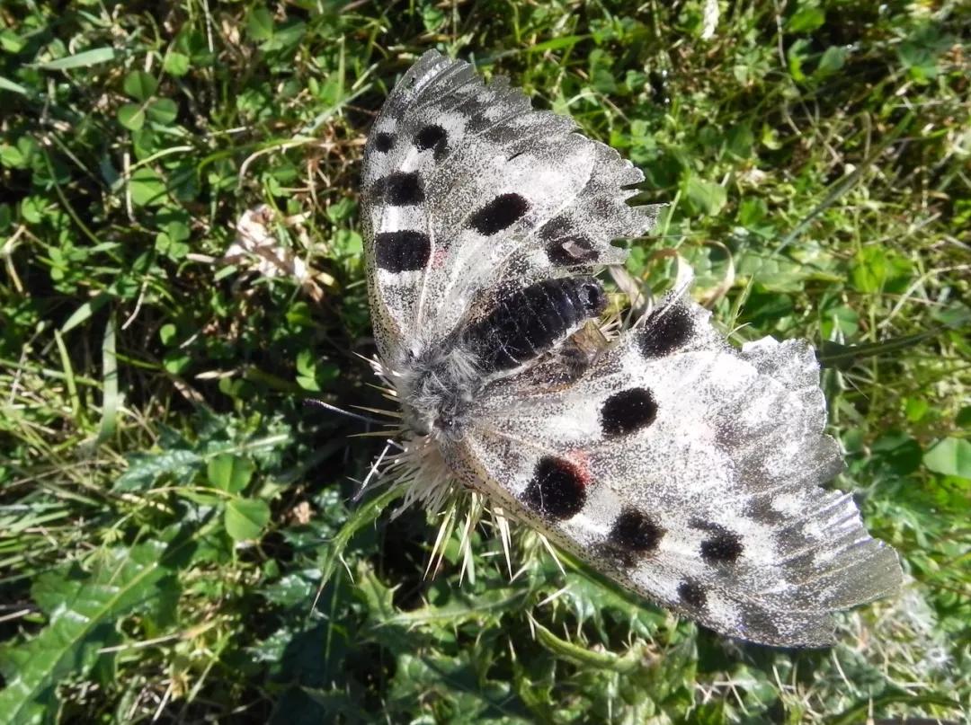 *疆新**的蝴蝶，惊世骇俗