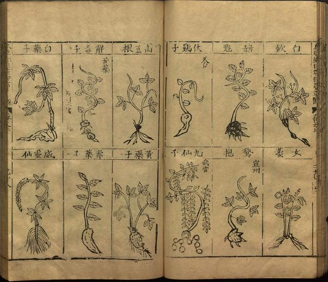 本草纲目中插图是李时珍画的吗,本草纲目李时珍插图