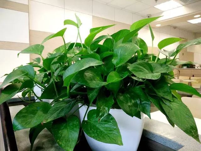 磷酸二氢钾在作物上怎样使用 (磷酸二氢钾的使用范围和方法)