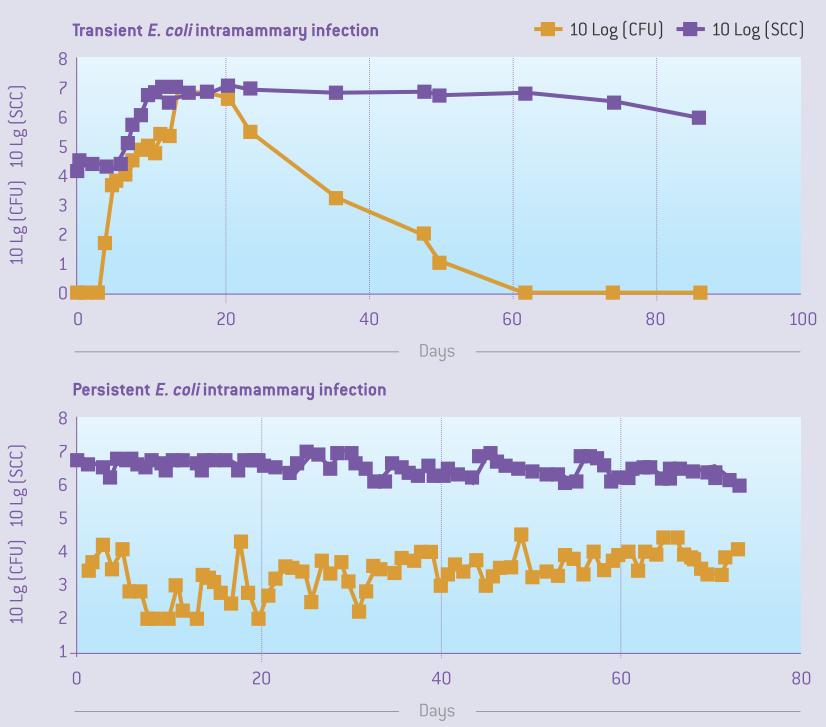 哪种抗生素能治疗乳房炎,乳房炎用什么中药最好