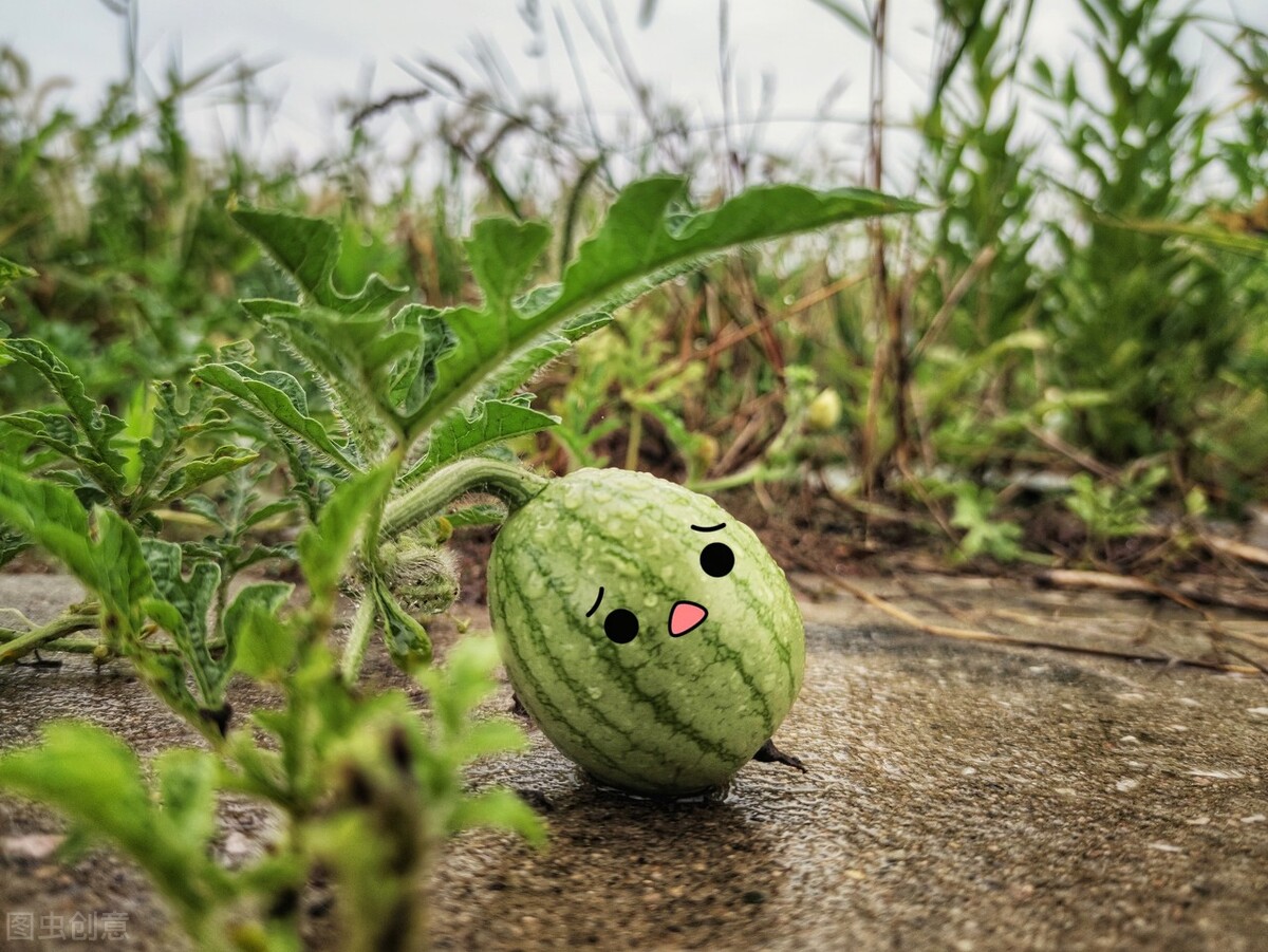 西瓜种植后干枯怎么回事,中午西瓜苗晒蔫了是正常的吗