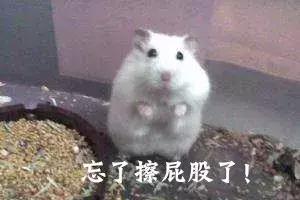 养仓第1步:如何挑选一只健康的仓鼠