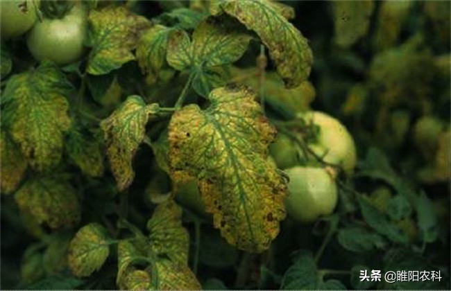 番茄最严重的病,番茄歪头病怎么防治