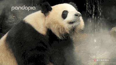 鍥藉疂缇庣櫧,鍥藉疂鐢ㄧ殑缇庣櫧闈㈣啘