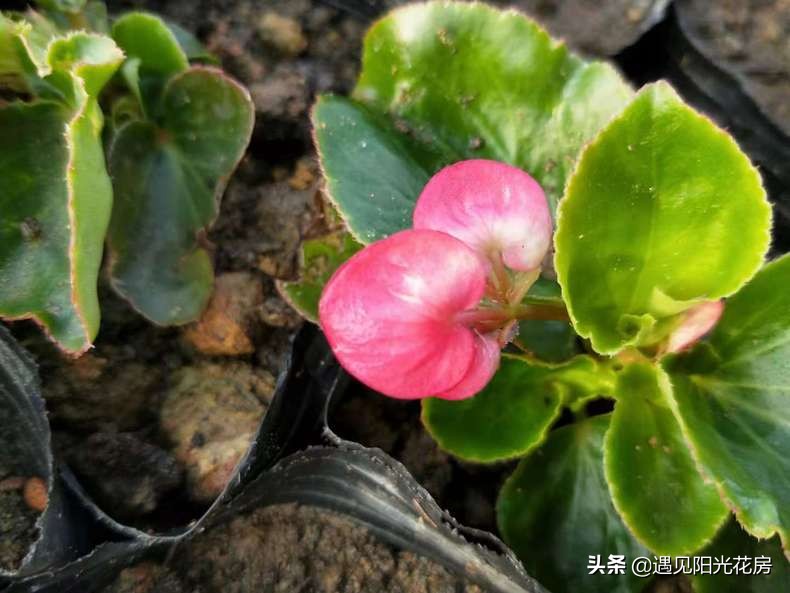 四季秋海棠怎么养护和管理,四季海棠初春烂叶怎么养殖