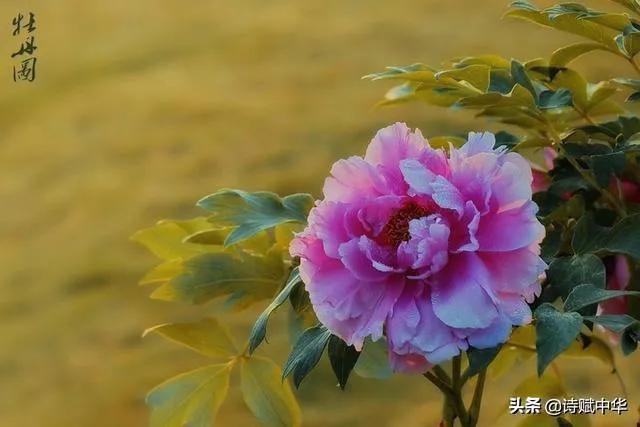 古今贤文牡丹赋,历代牡丹诗赋