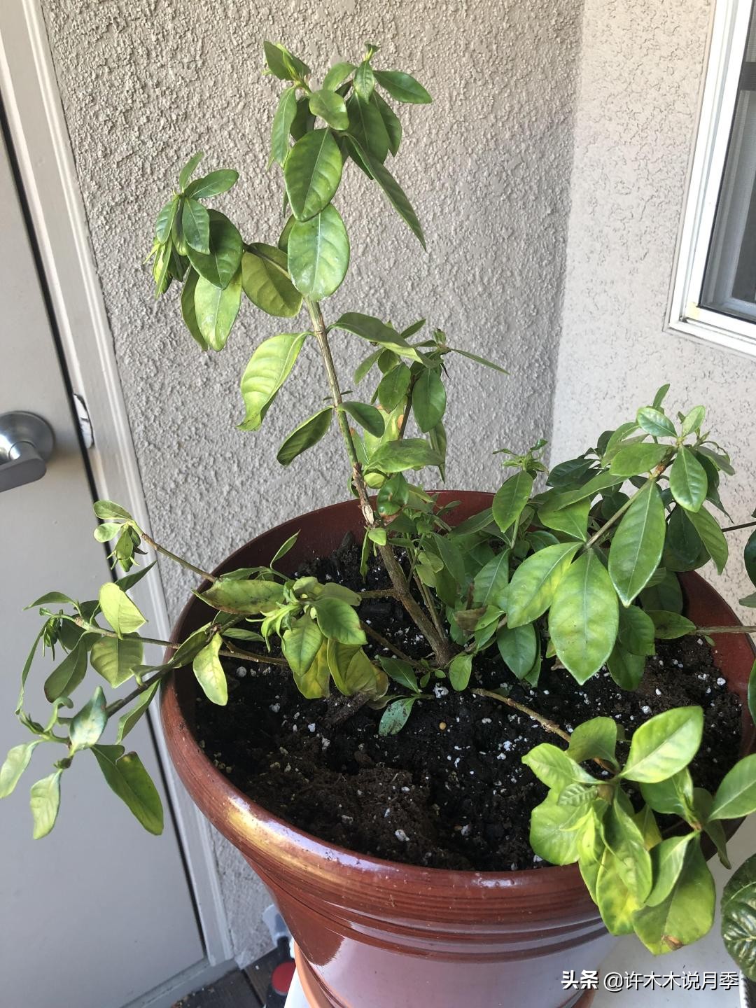 月季应该怎么浇水,月季的浇水注意事项