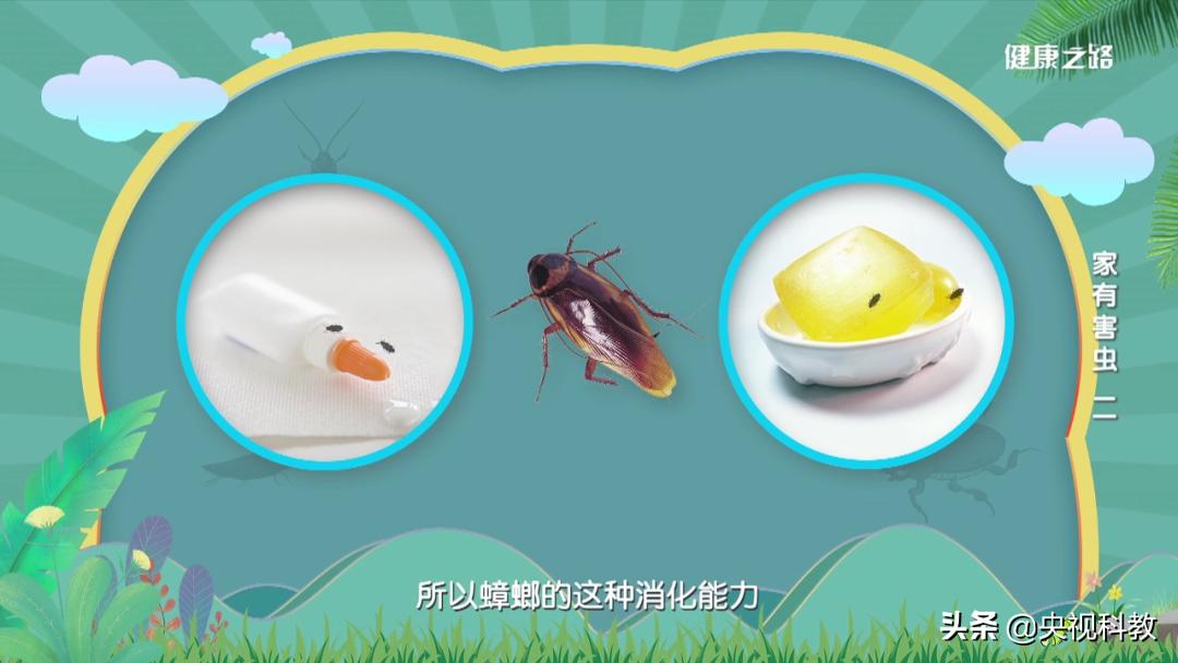 蟑螂打不死吗,没有打不死的小强