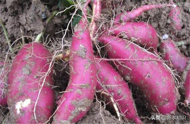 紫薯种植技术三大忌,紫薯夏季可以种植吗