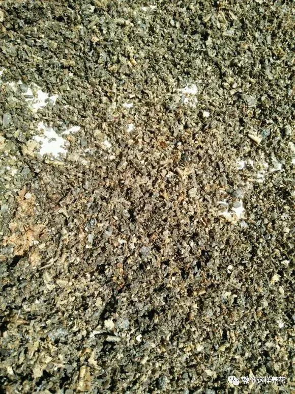 枕头芯掏1把扔盆里，透气不烂根，绿萝吊兰越长越疯，越长越旺