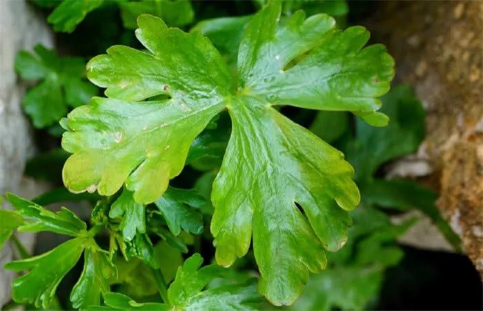 水沟边长得像芹菜的野菜,水沟旁长的野芹菜能吃吗