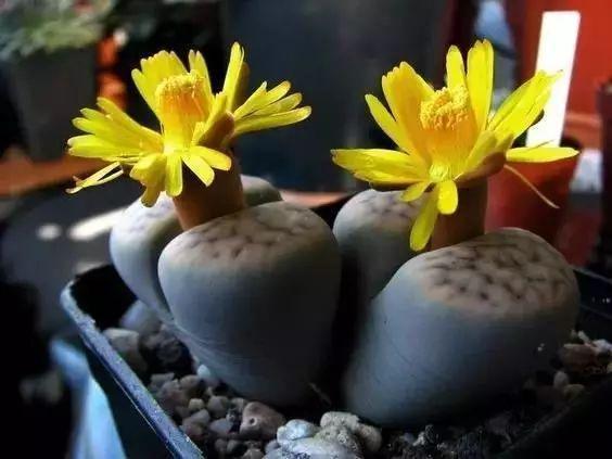 多肉生石花好看视频,多肉生石花开图