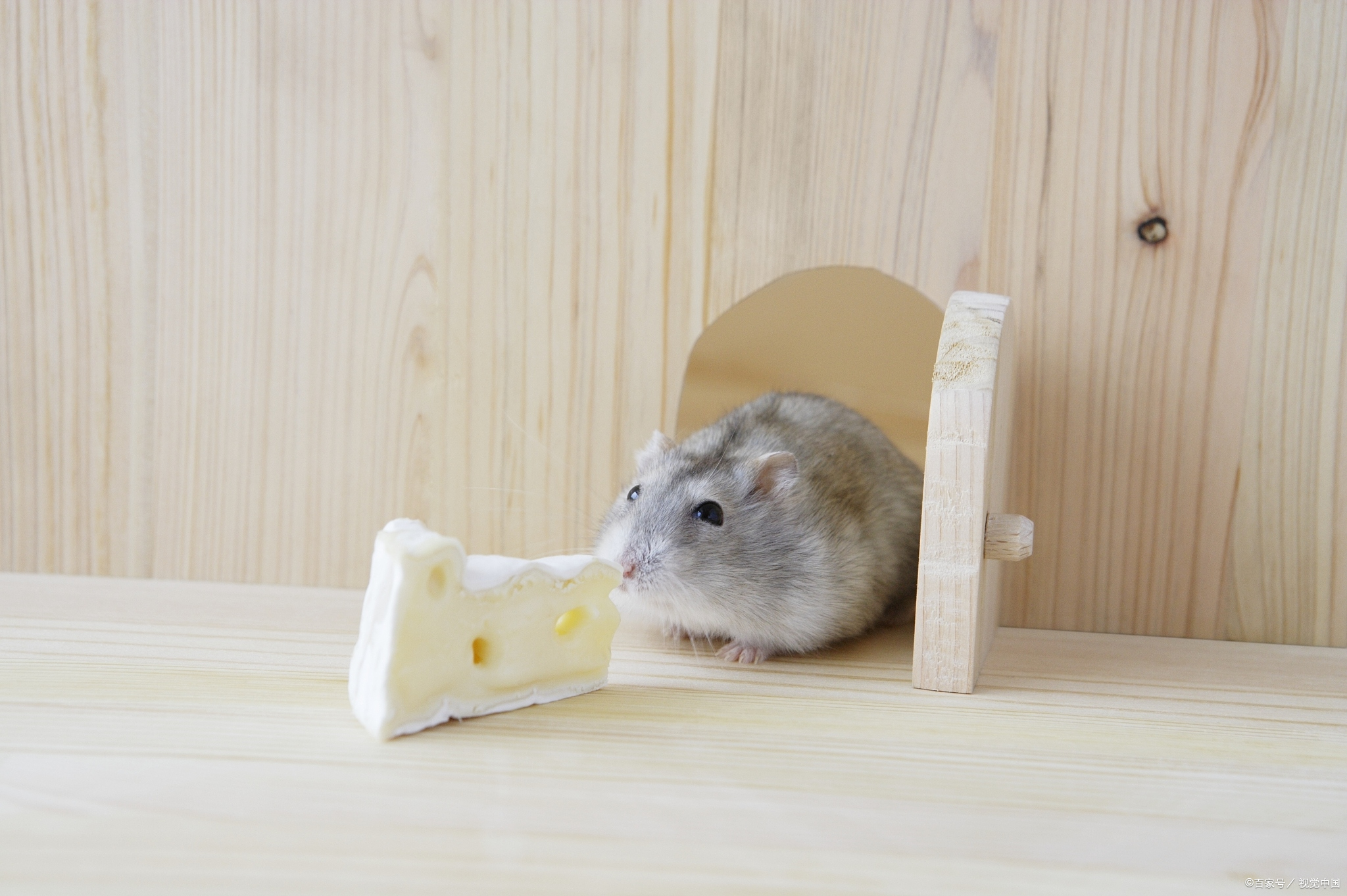 仓鼠死前有什么异常,仓鼠有哪些非正常死亡原因