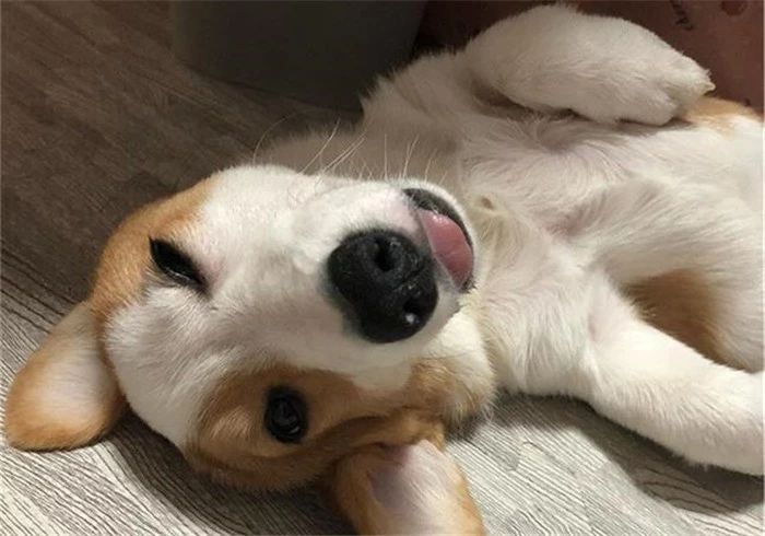 铲屎官涂完护手霜后摸狗,竟导致爱犬木糖醇中毒,细节处见真爱