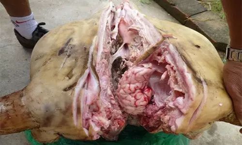 牛杂加工处理方法,地摊牛杂处理做法