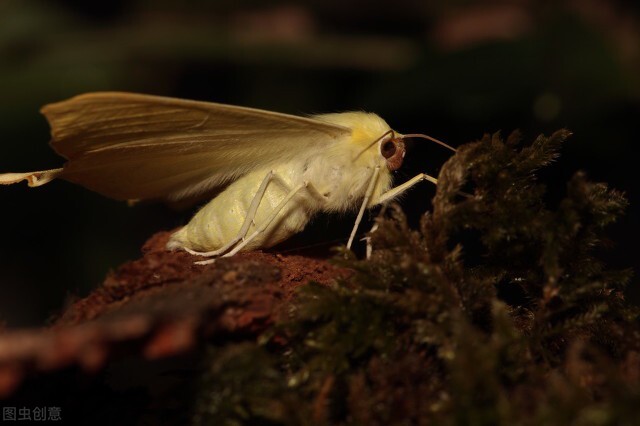 关于蝴蝶的秘密你知道多少,蝴蝶有没有与众不同的部分