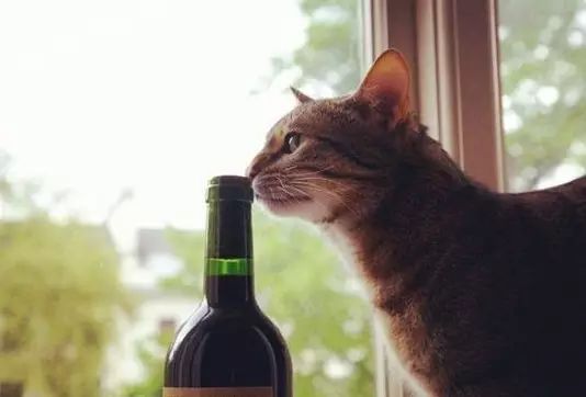 新年喝多了你有醒酒神招吗,醒酒新技能get