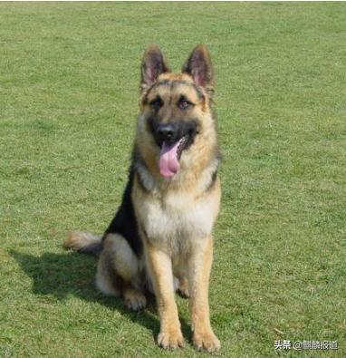 金毛禁养犬名单曲靖,曲靖麒麟区城区养犬标准规定