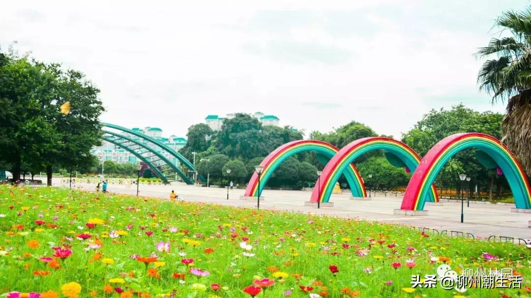 柳州哪里有免费花海,柳州花海紫荆花真实视频